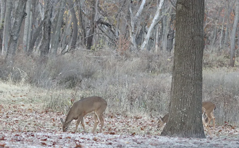 Deer hunters welcome cooler, drier conditions